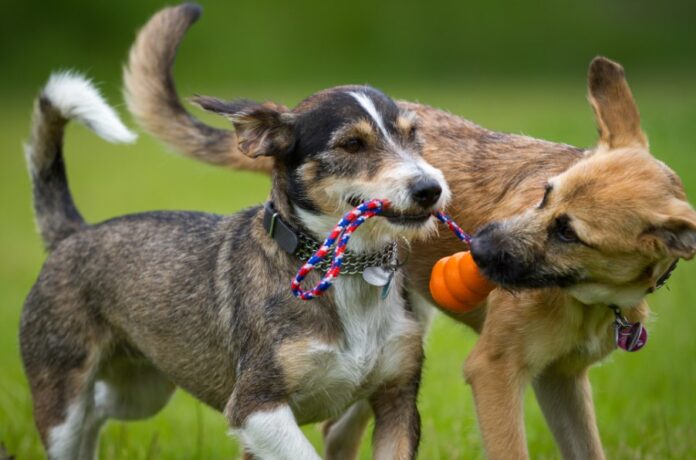 puppy socialization